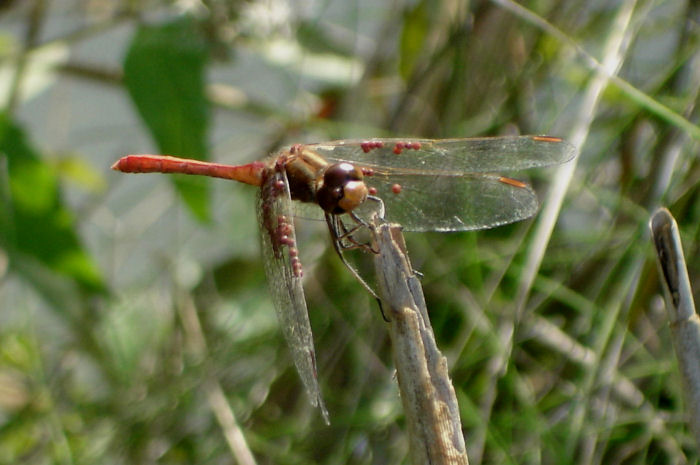 Sympetrum meridionale con idracaridi